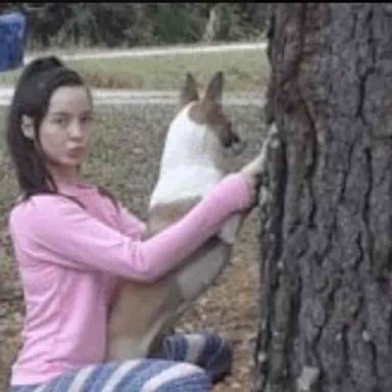 denise frazier dog video (2)